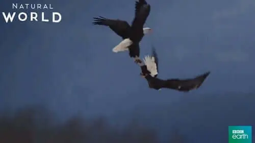 Eagles , Aquile Palermo